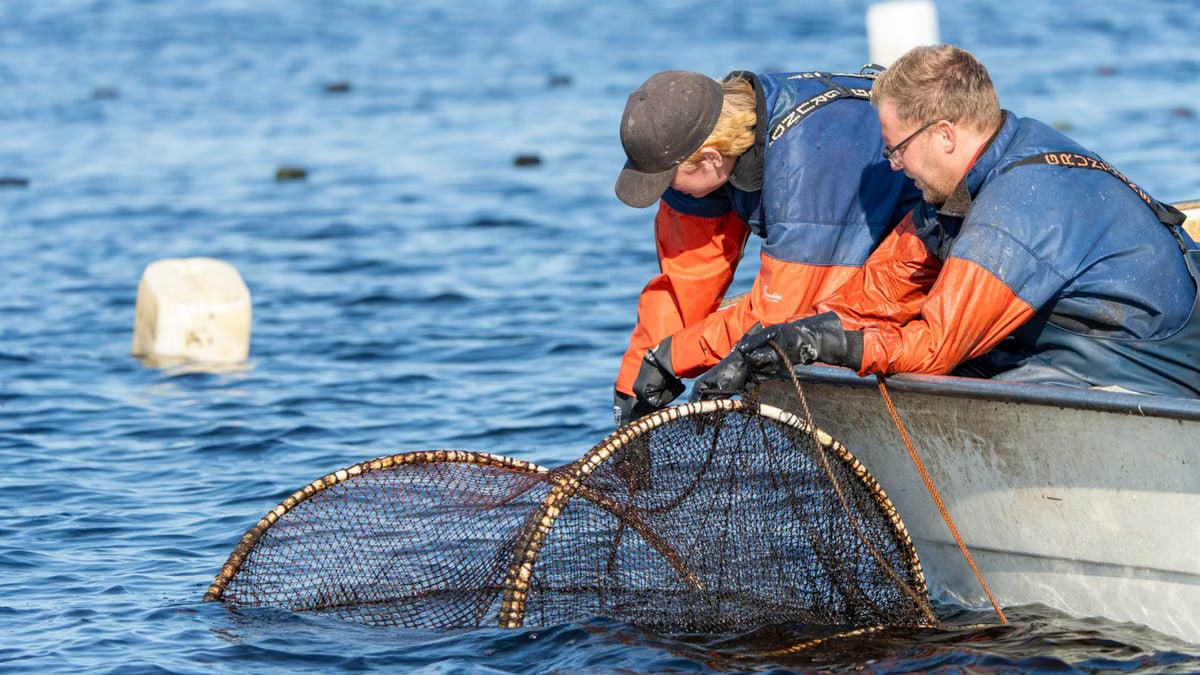 Two fishermen in orange gear retrieve their catch using nets on a tranquil lake.